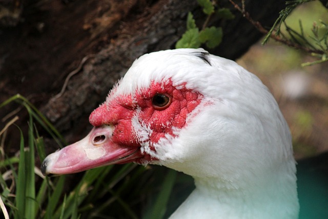 全球冲浪赛 全球冲浪赛