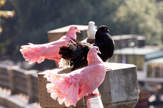 的第一场对 的第一场对